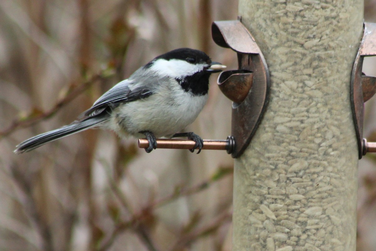 eBird Checklist - 6 May 2026 - my yard - 15 species