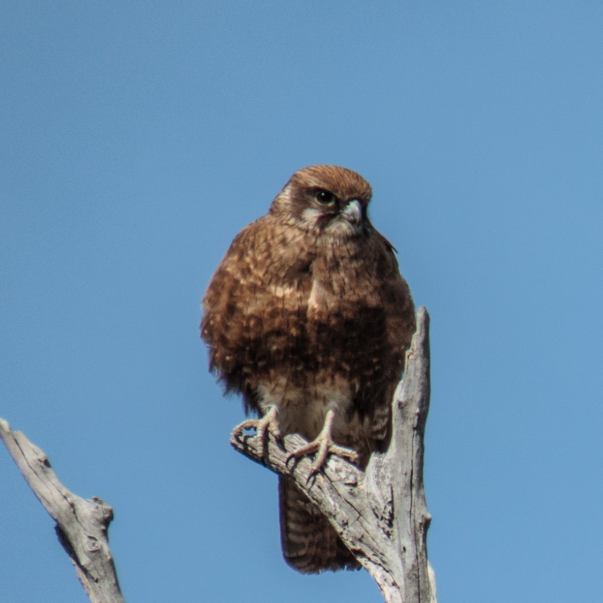 Brown Falcon - Cedric Bear