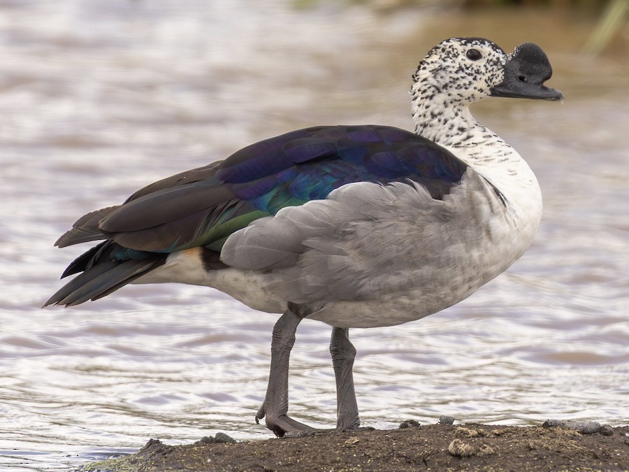 knob billed duck sarkidiornis melanotos Knob-billed Duck