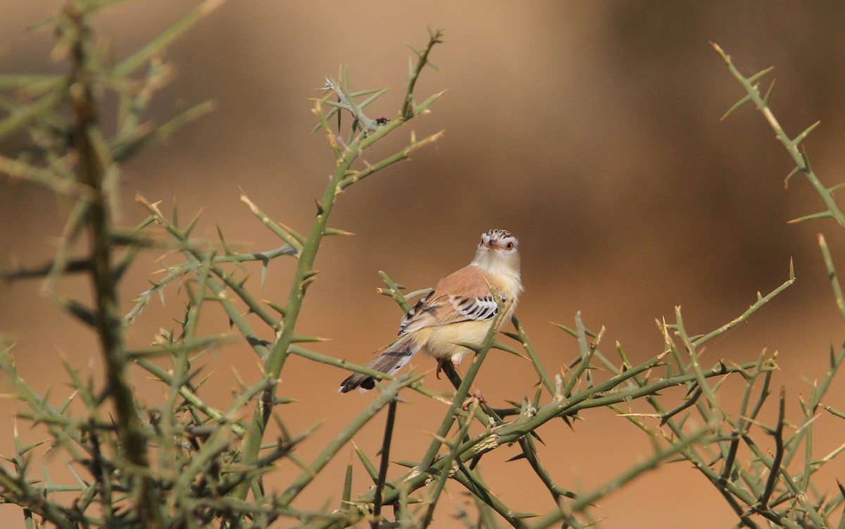 Prinia Charlatana - ML65674221