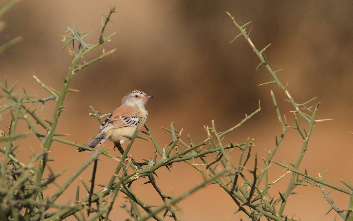 Prinia Charlatana - ML65674231