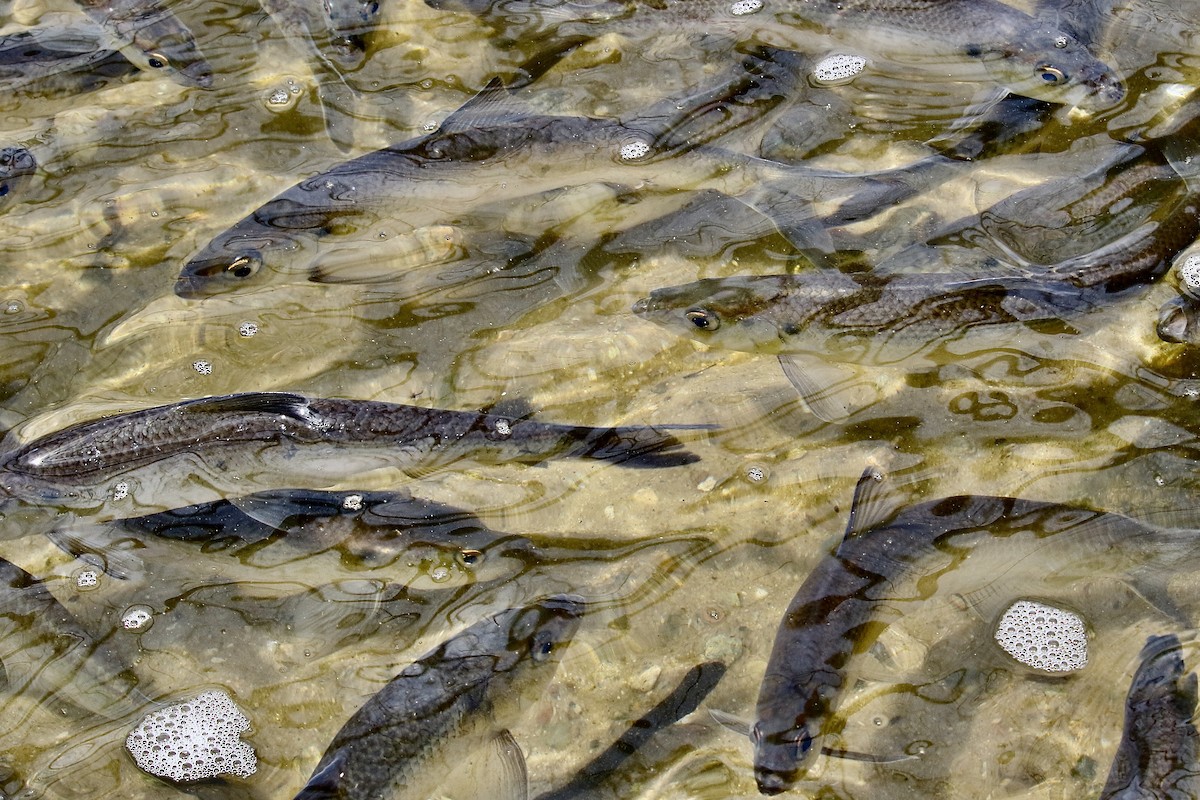 Herrings - ML656742314