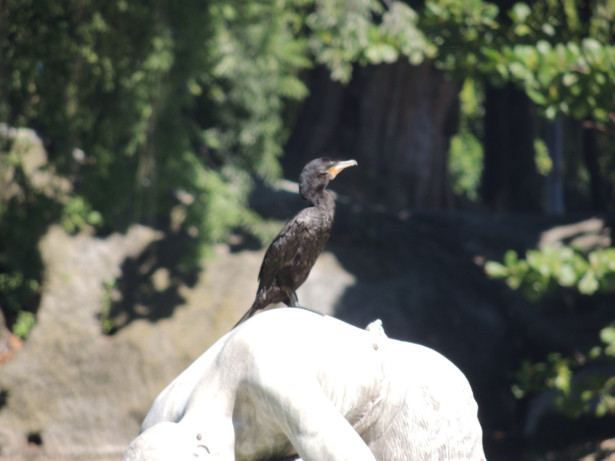 eBird Checklist - 6 May 2026 - Rio de Janeiro--Quinta da Boa Vista - 25 ...