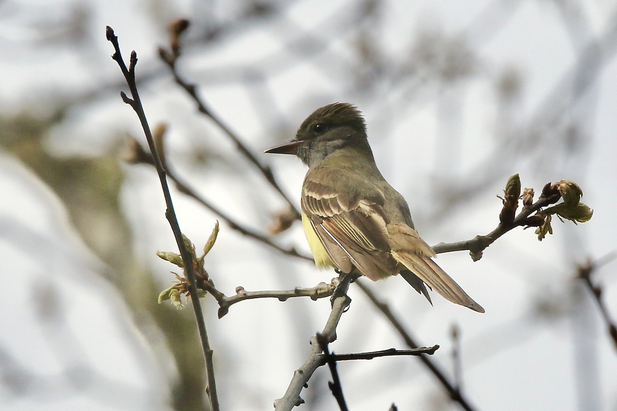 Great Crested Flycatcher - ML656742530