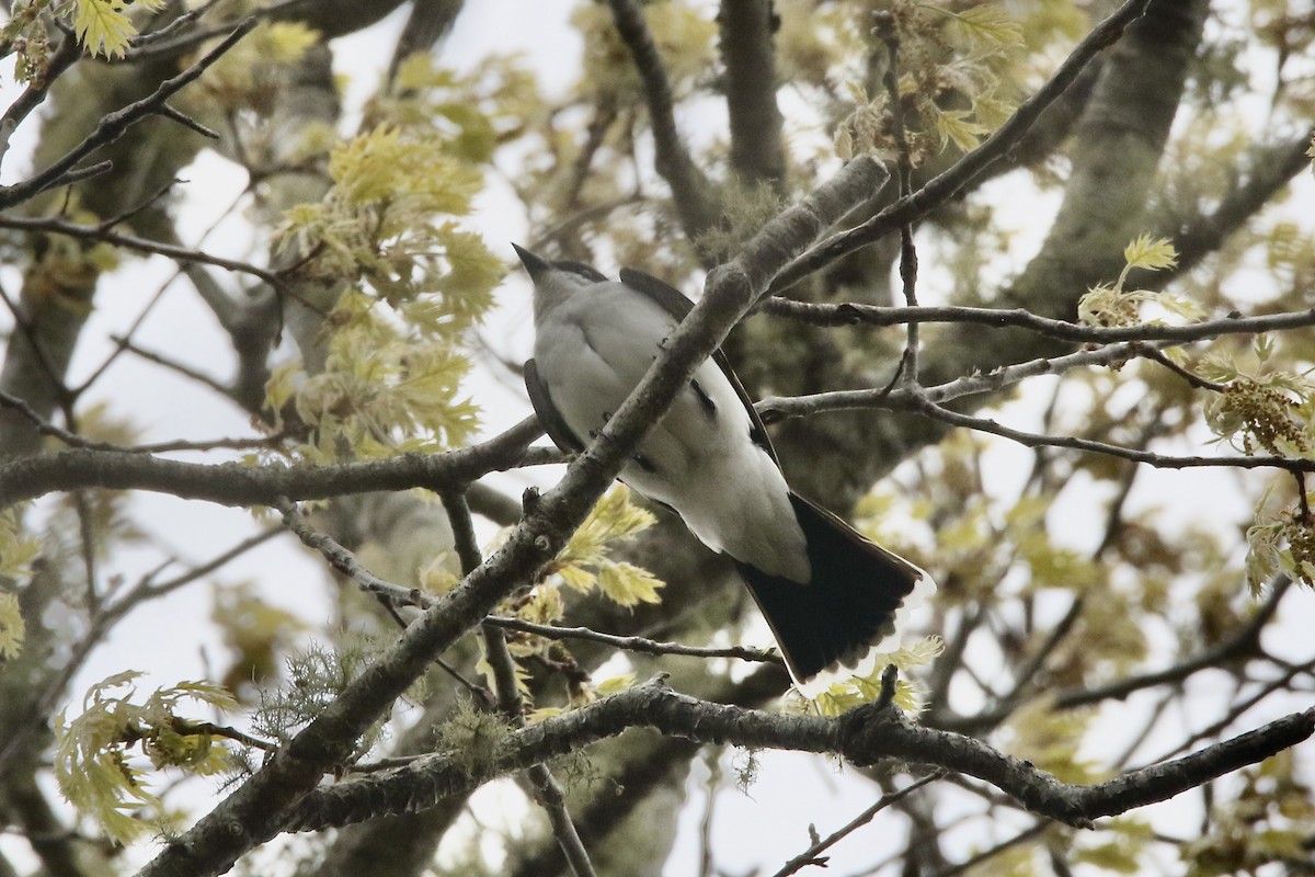 Eastern Kingbird - ML656742546