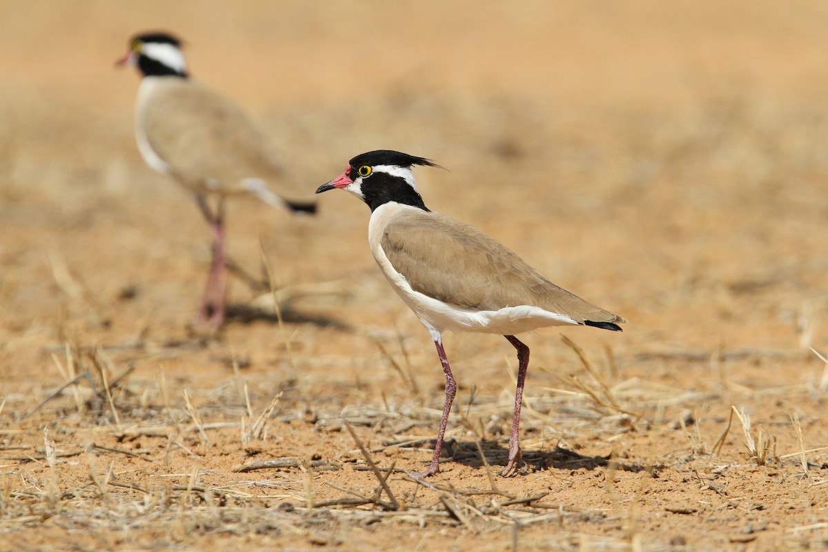 Black-headed Lapwing - Christoph Moning