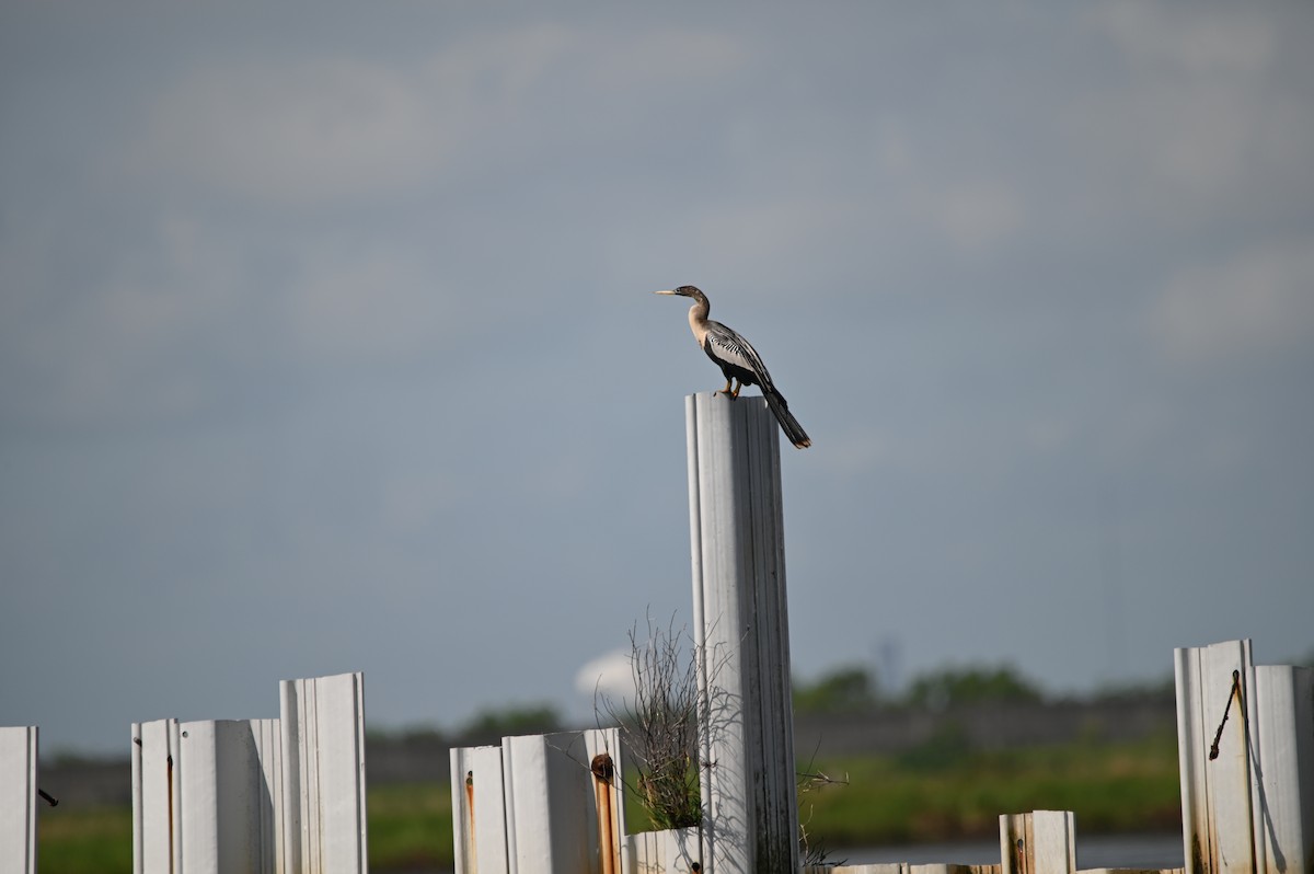 Anhinga - ML656743962
