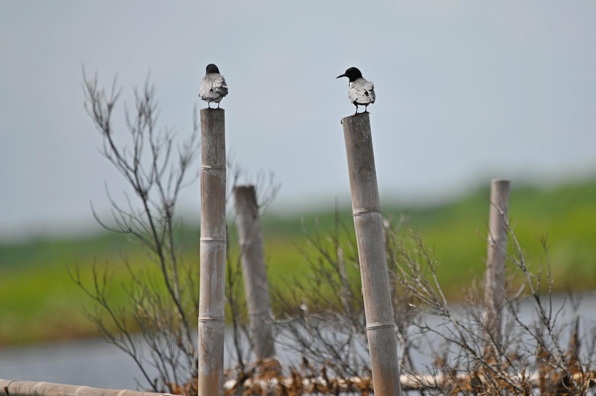 Black Tern - ML656743964