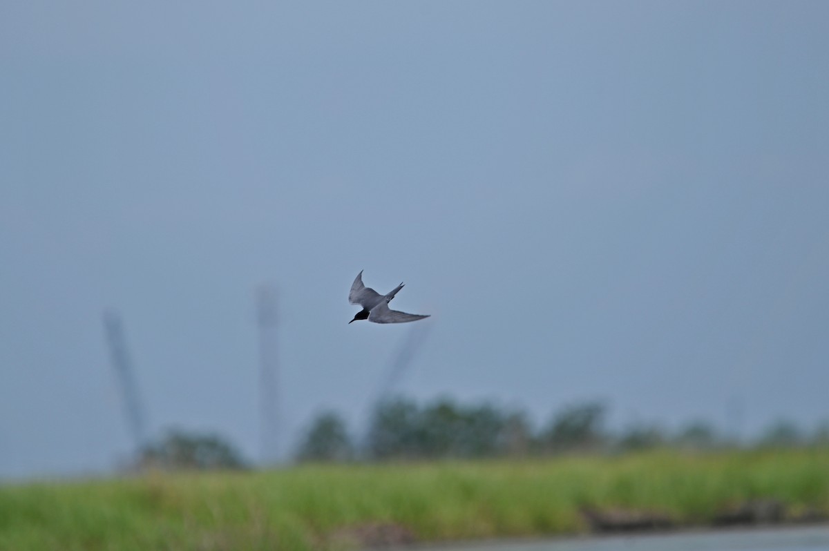 Black Tern - ML656743967