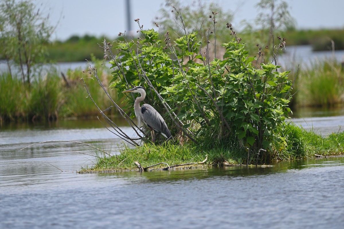 Great Blue Heron - ML656743977