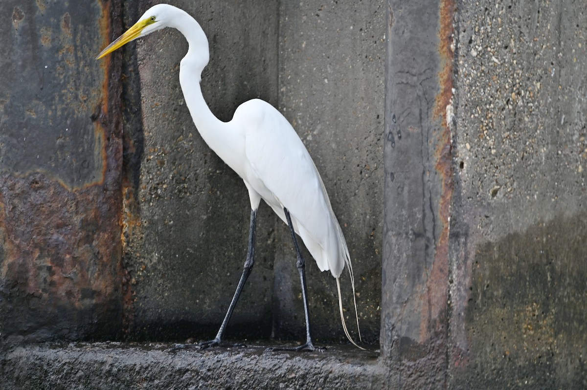 Great Egret - ML656743978