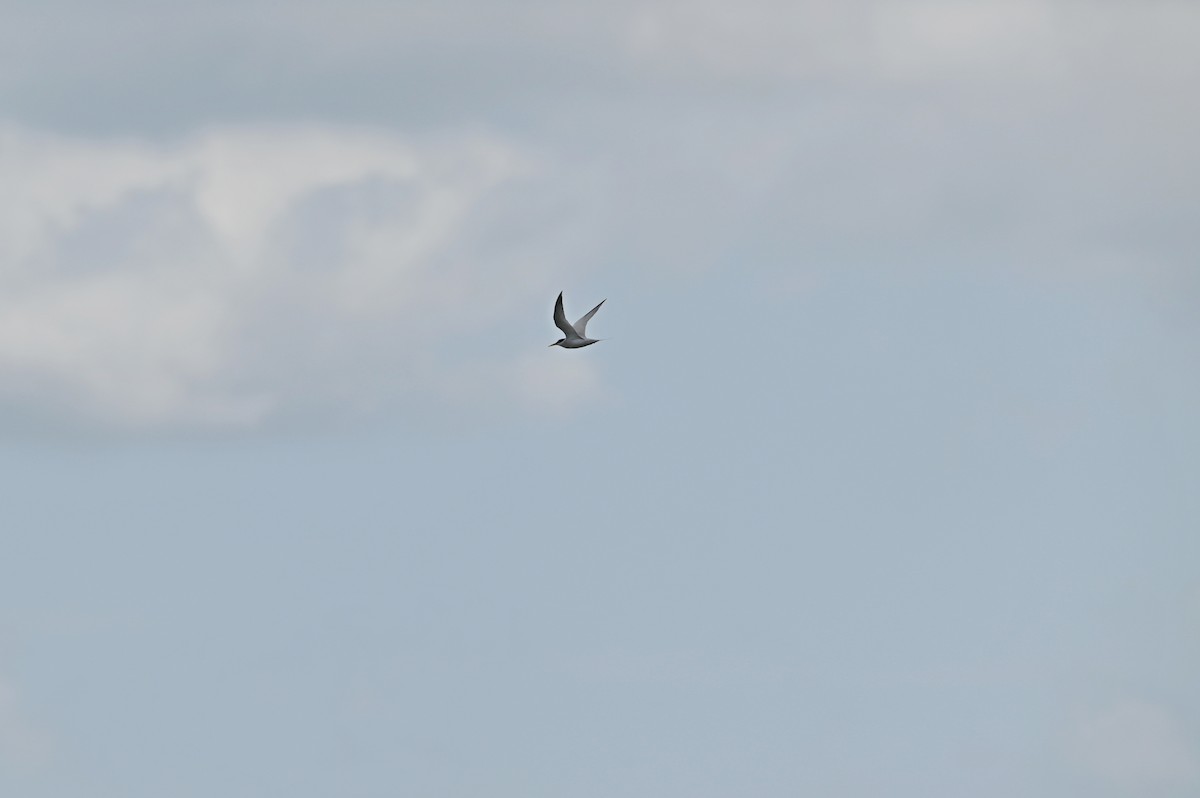 Least Tern - ML656743987