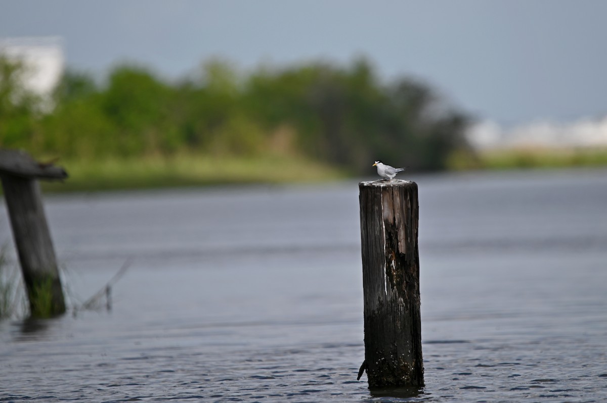 Least Tern - ML656743988