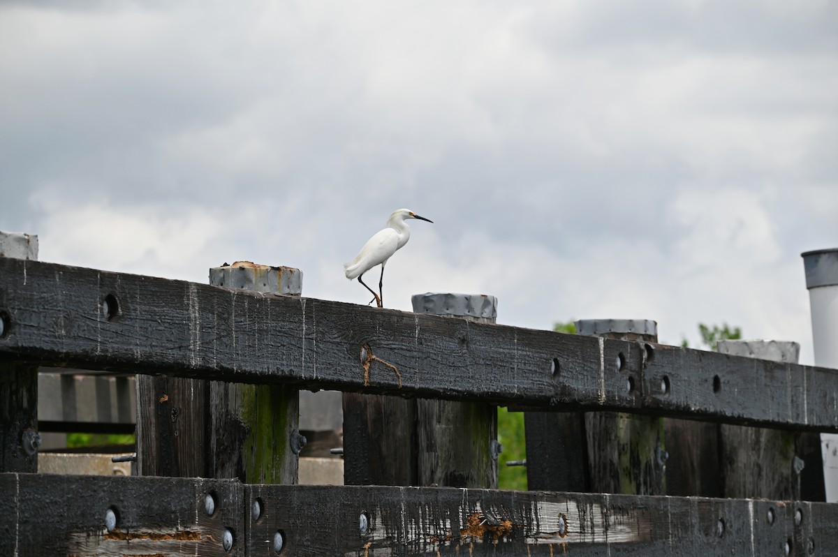 Snowy Egret - ML656743992
