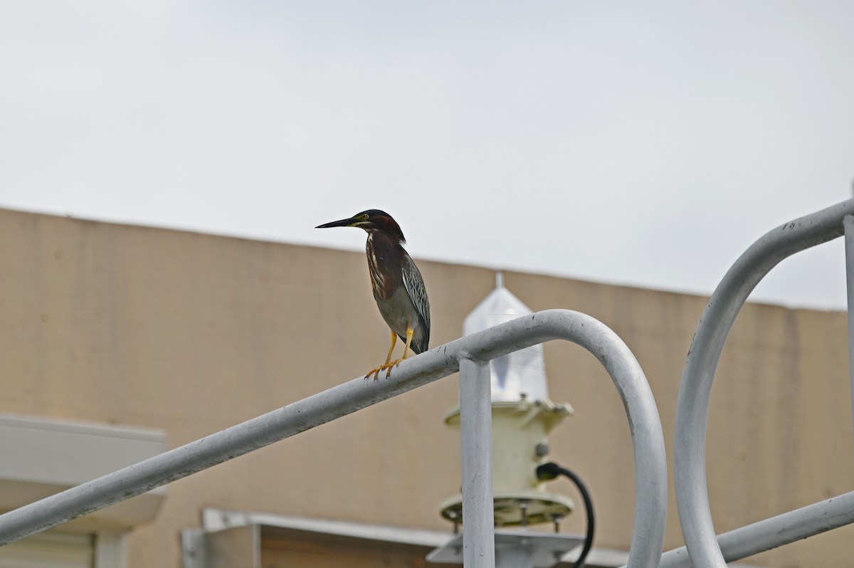Green Heron - ML656744060