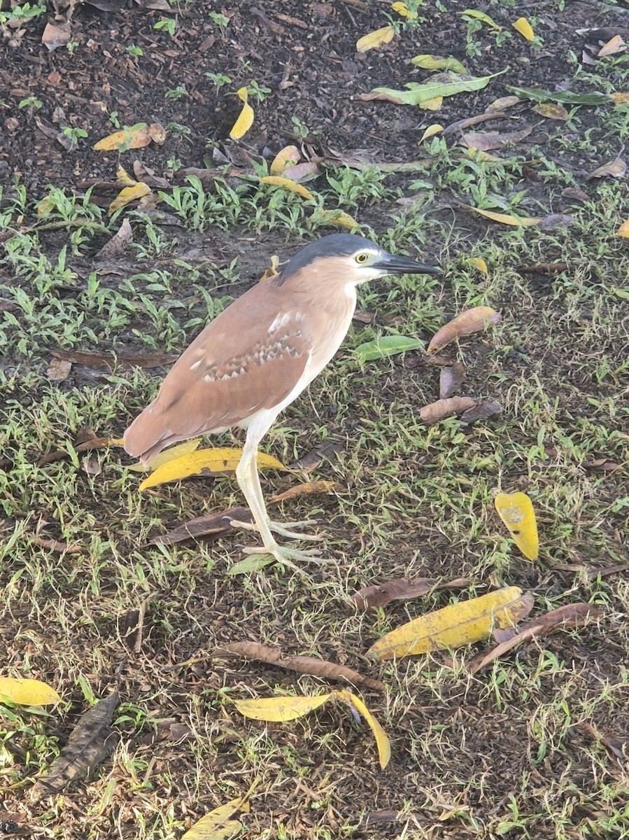 Nankeen Night Heron - ML656744479