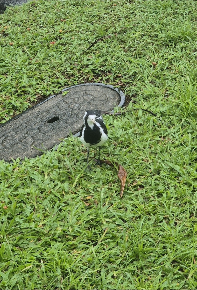 Magpie-lark - ML656744626