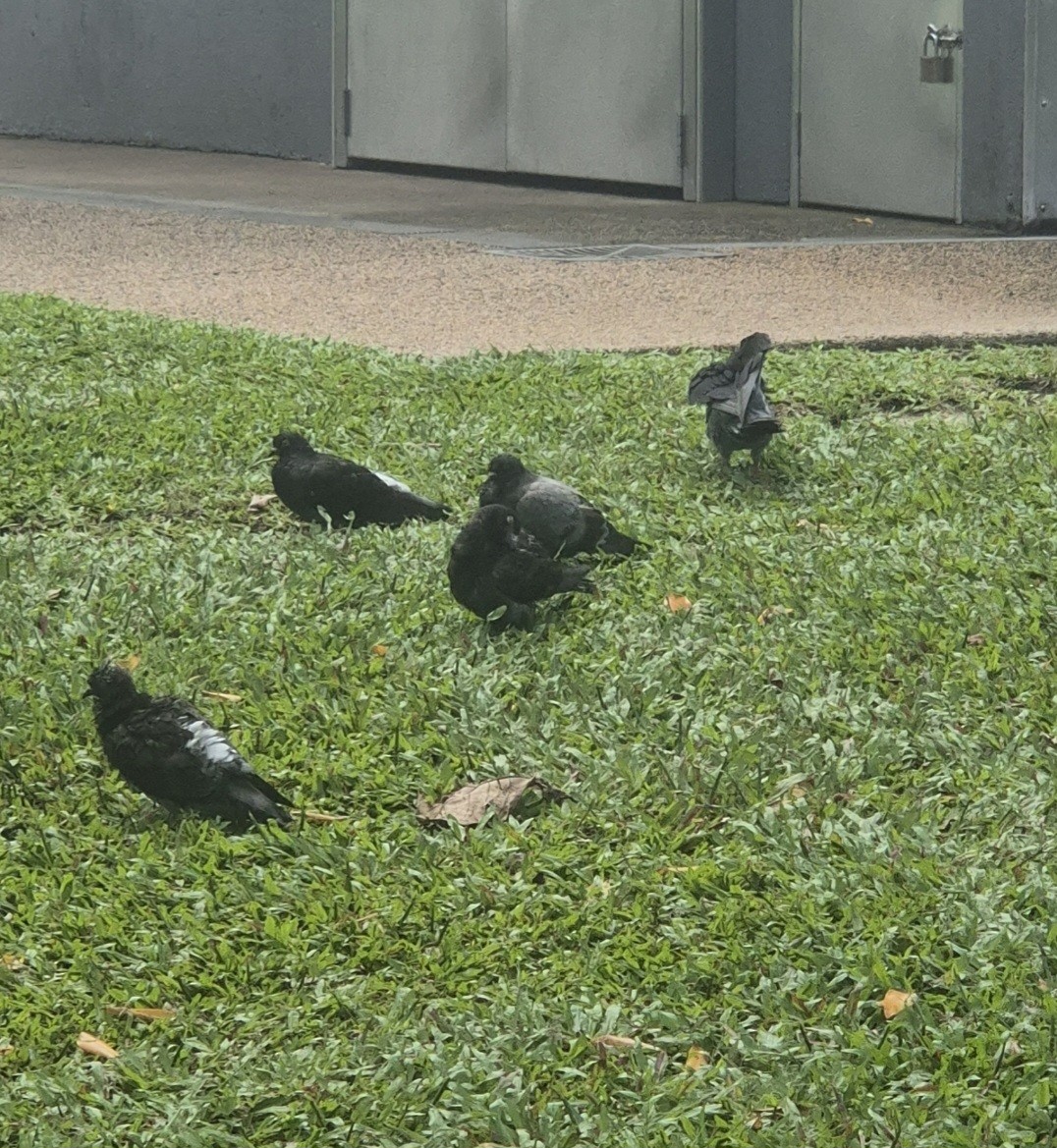 Rock Pigeon (Feral Pigeon) - ML656744696