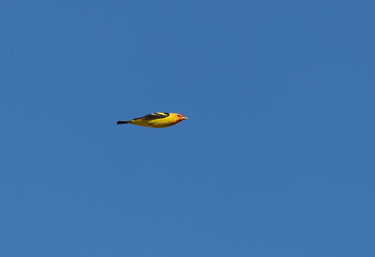 Western Tanager - ML656745764