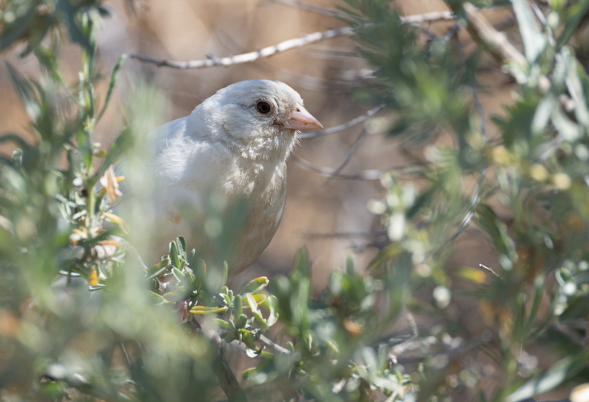 California Towhee - ML656745787