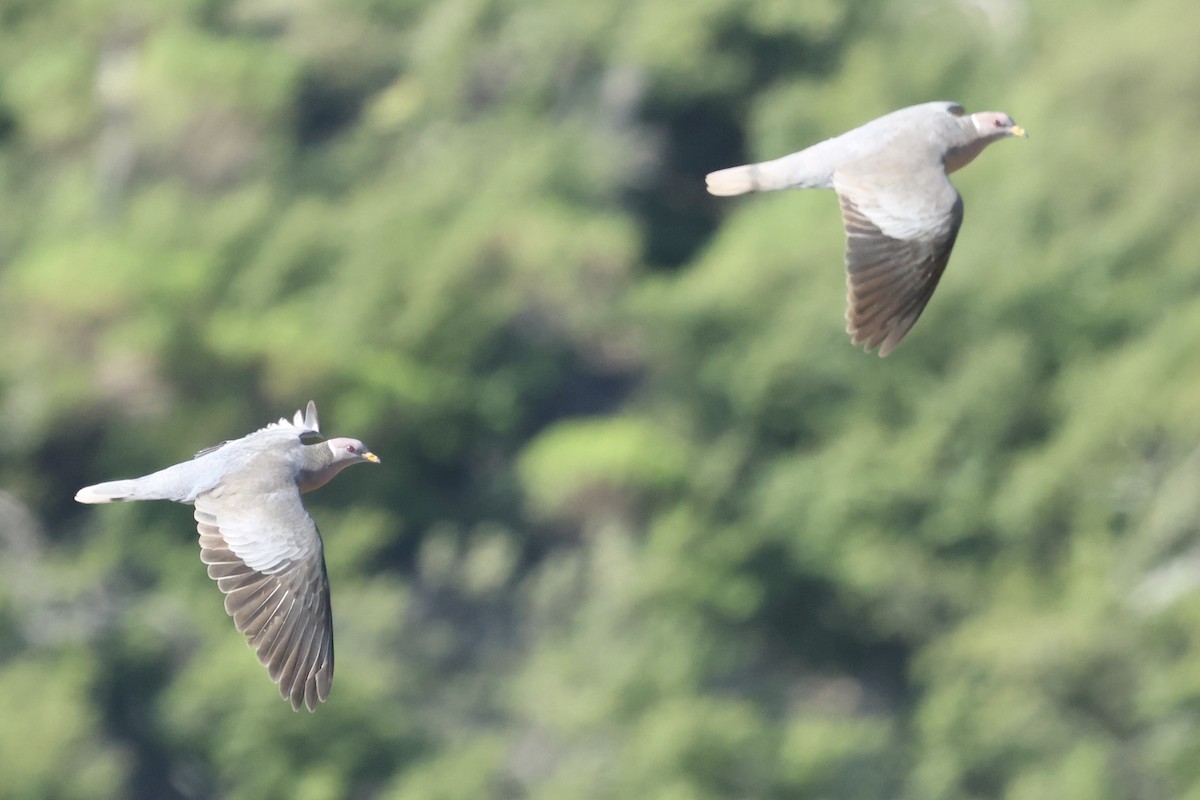 eBird Checklist - 6 May 2026 - Angeles NF--Bear Divide - 57 species (+6 ...