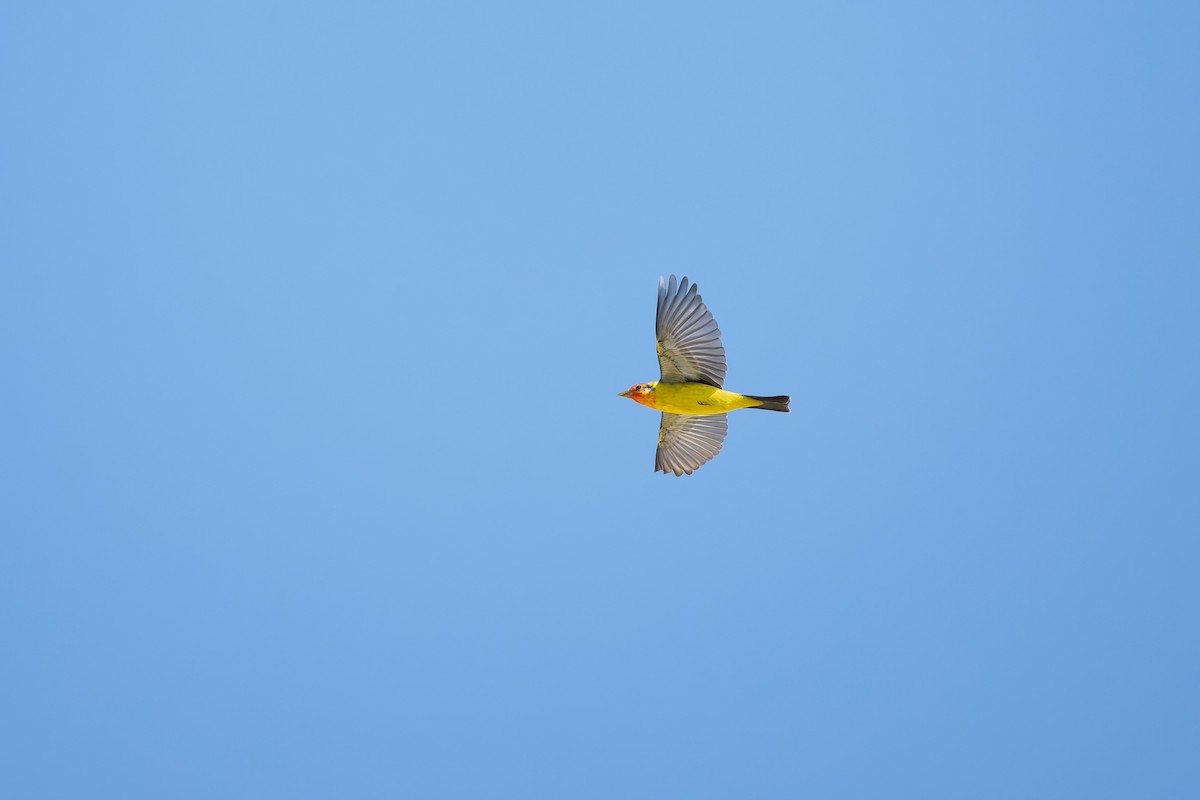 Western Tanager - ML656745912