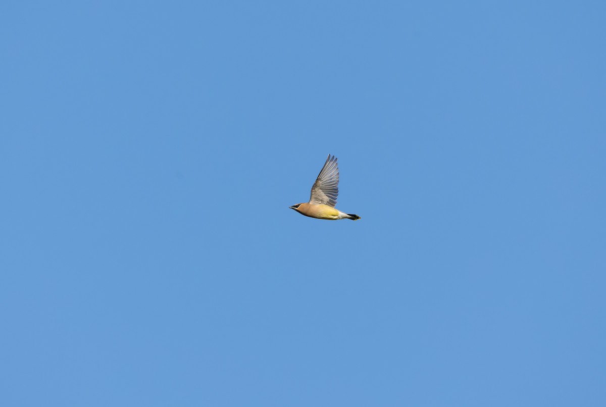 Cedar Waxwing - ML656746061