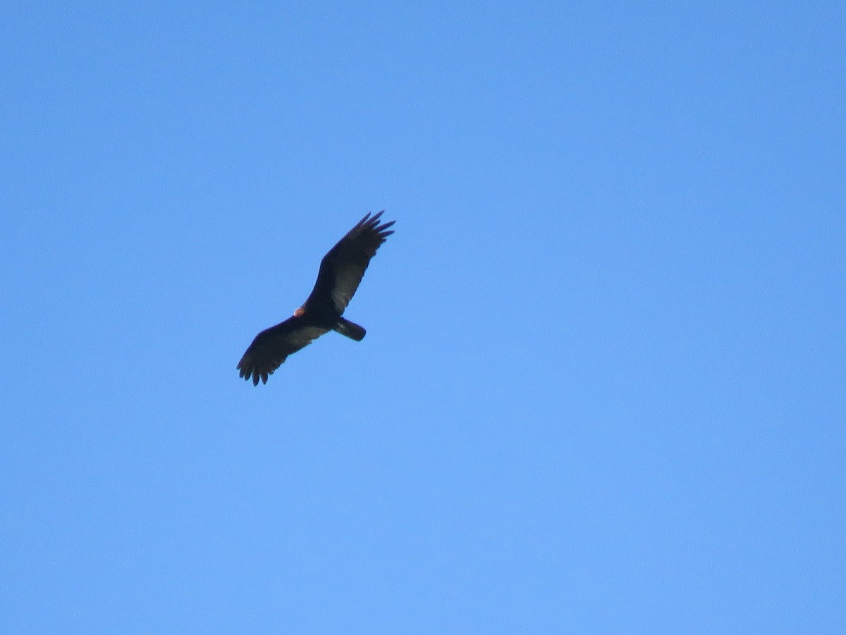 Greater Yellow-headed Vulture - Jack Noordhuizen