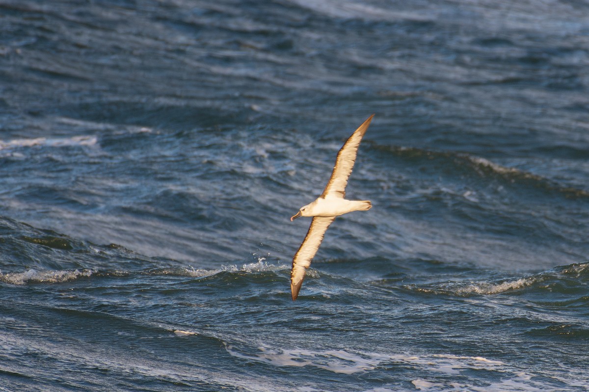 Atlantic Yellow-nosed Albatross - ML656747813