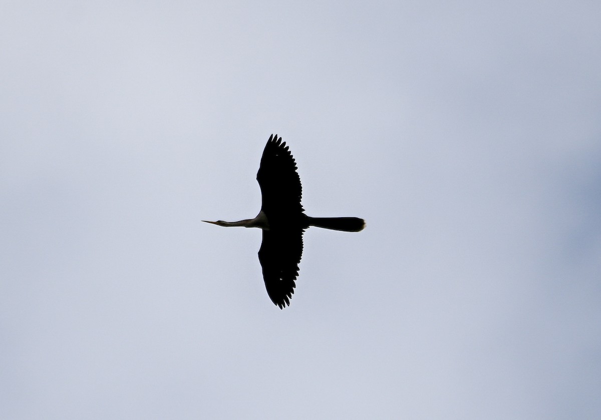 Anhinga - ML656748691