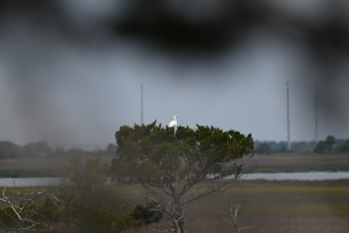 Great Egret - ML656748729