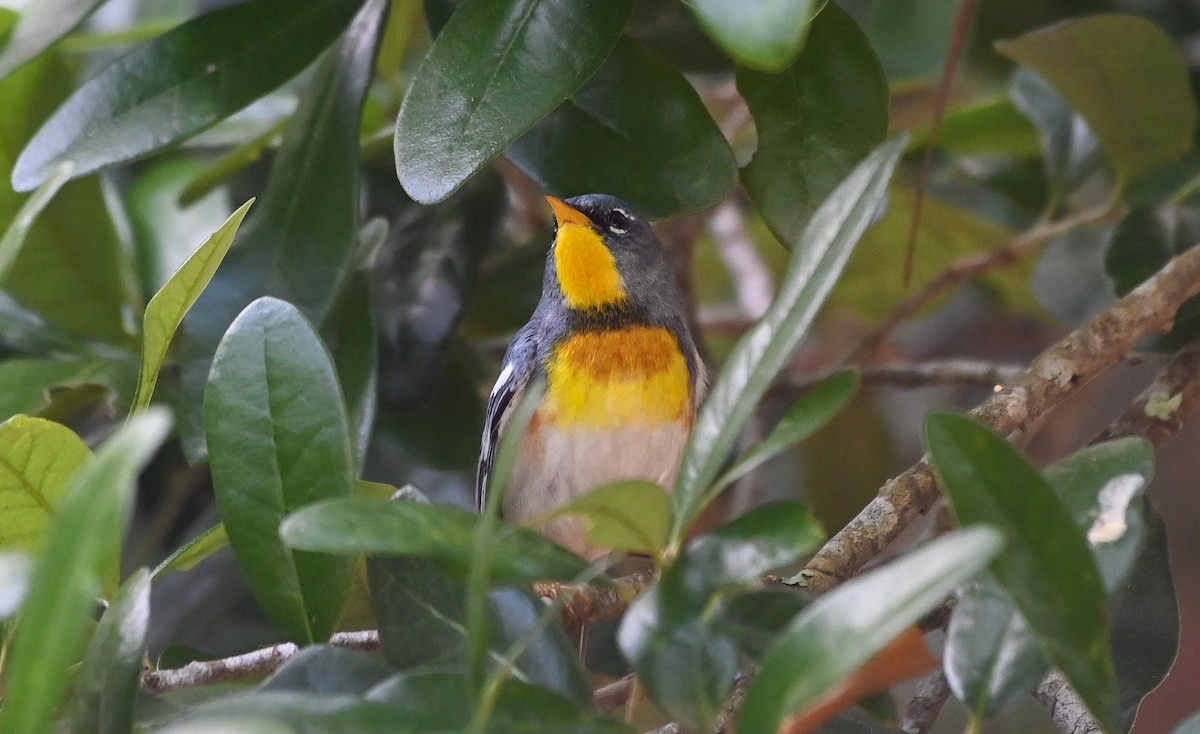 Northern Parula - ML656748763