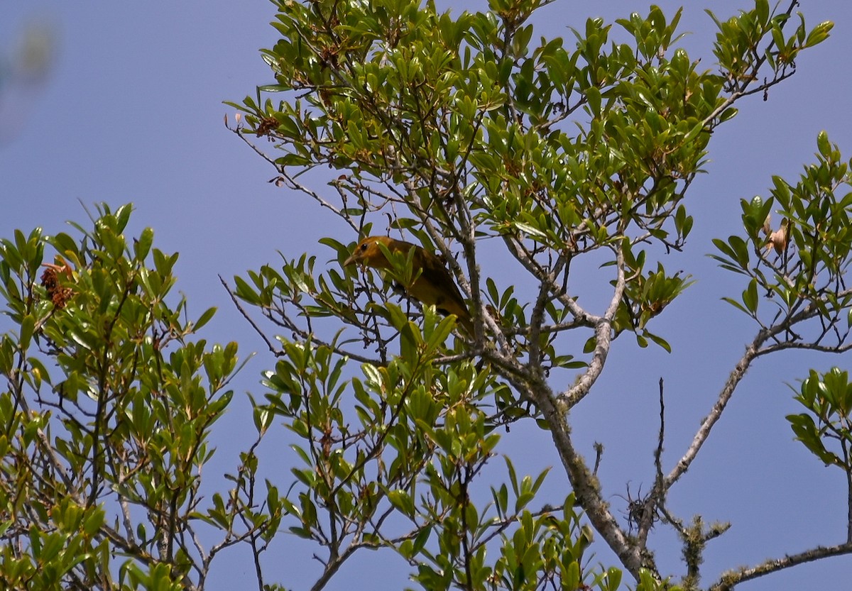 Summer Tanager - ML656748826