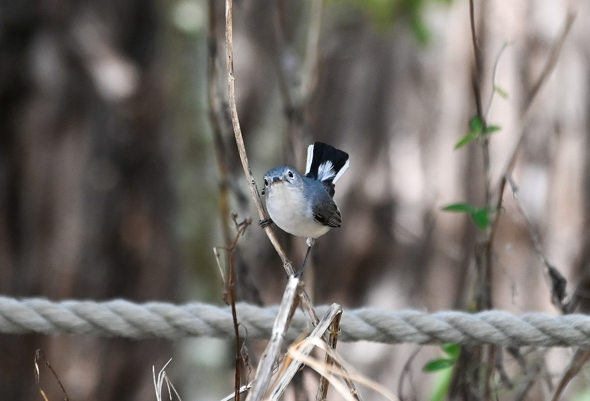 Blue-gray Gnatcatcher - ML656748873