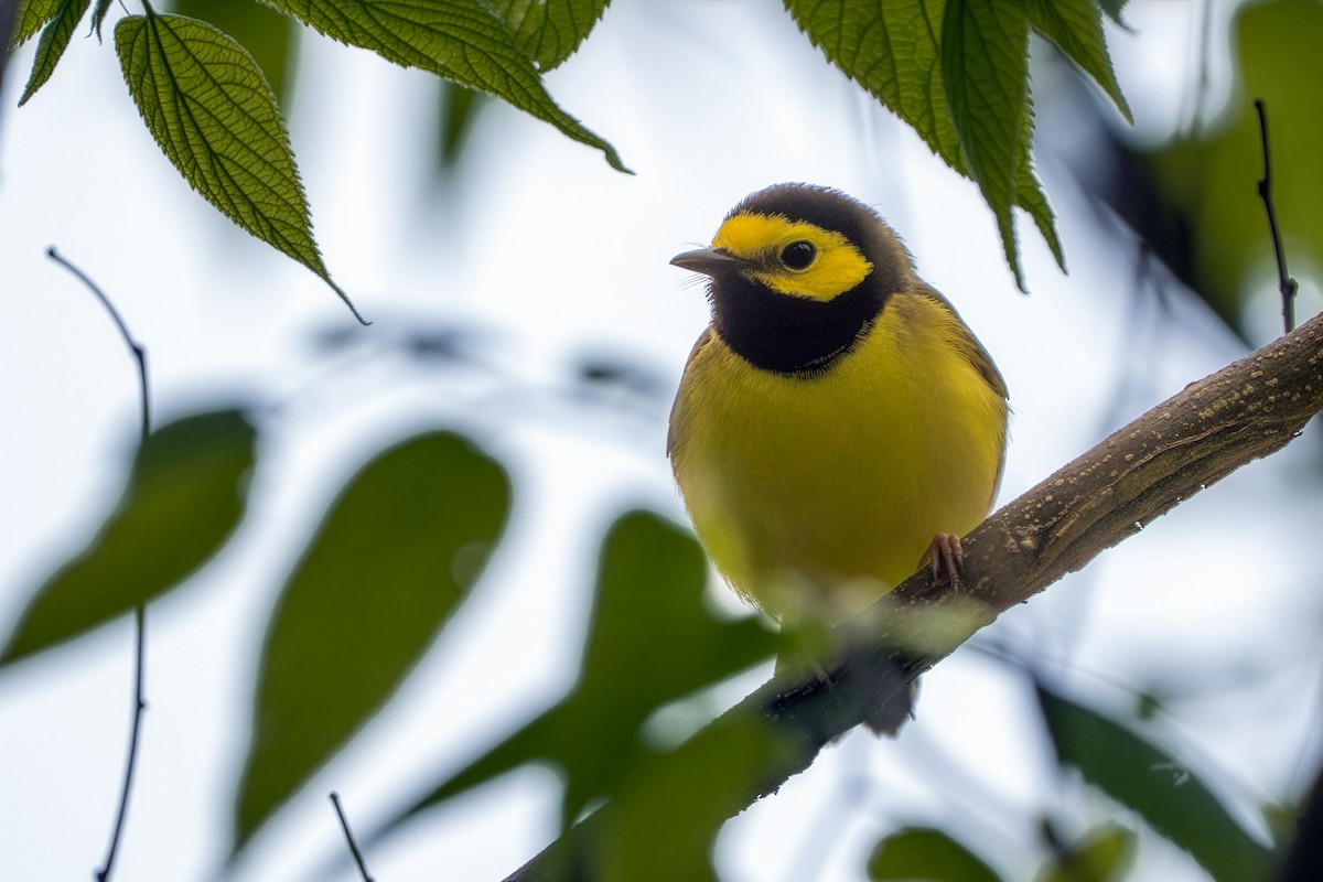 Hooded Warbler - ML656748906