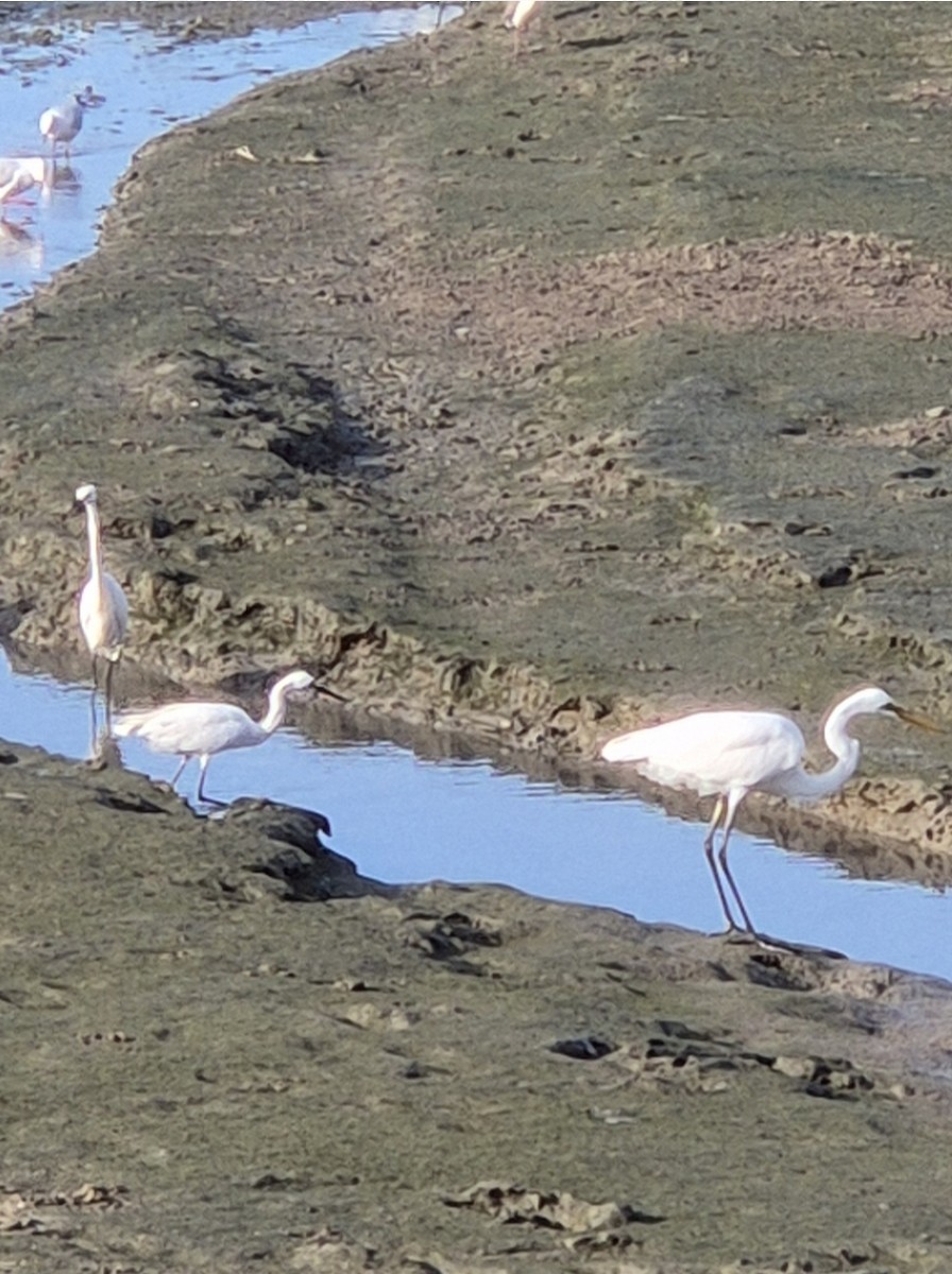 Little Egret - ML656749137