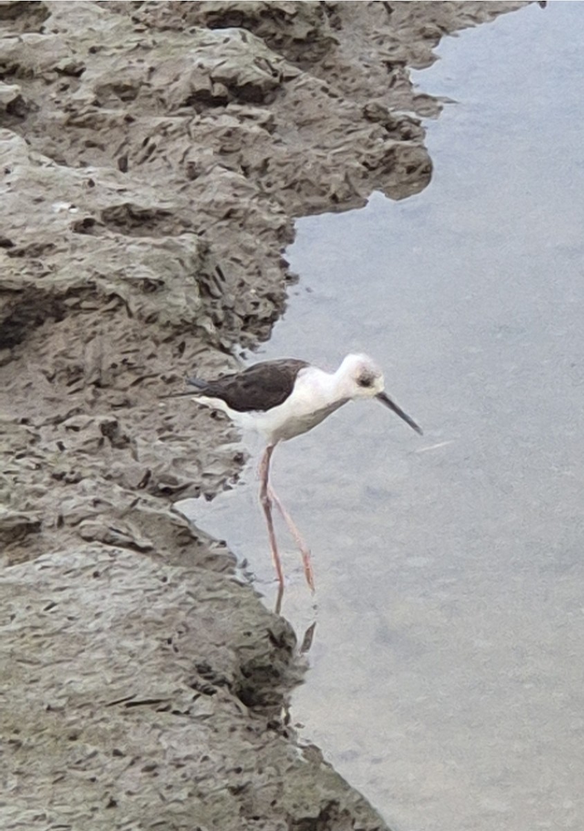 Pied Stilt - ML656749218