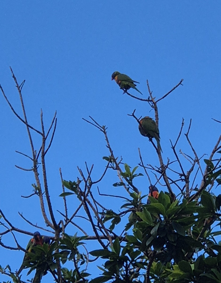 Rainbow Lorikeet - ML656749282