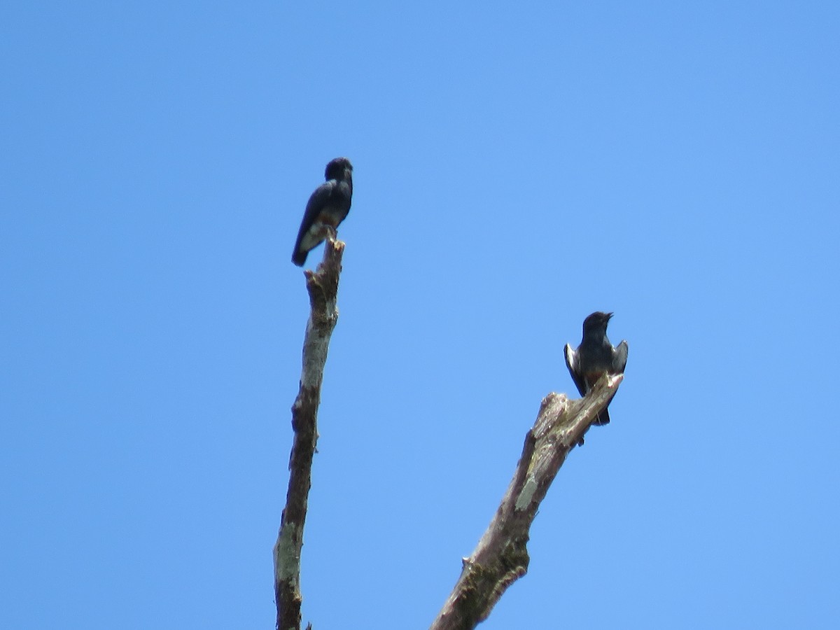 Swallow-winged Puffbird - Jack Noordhuizen