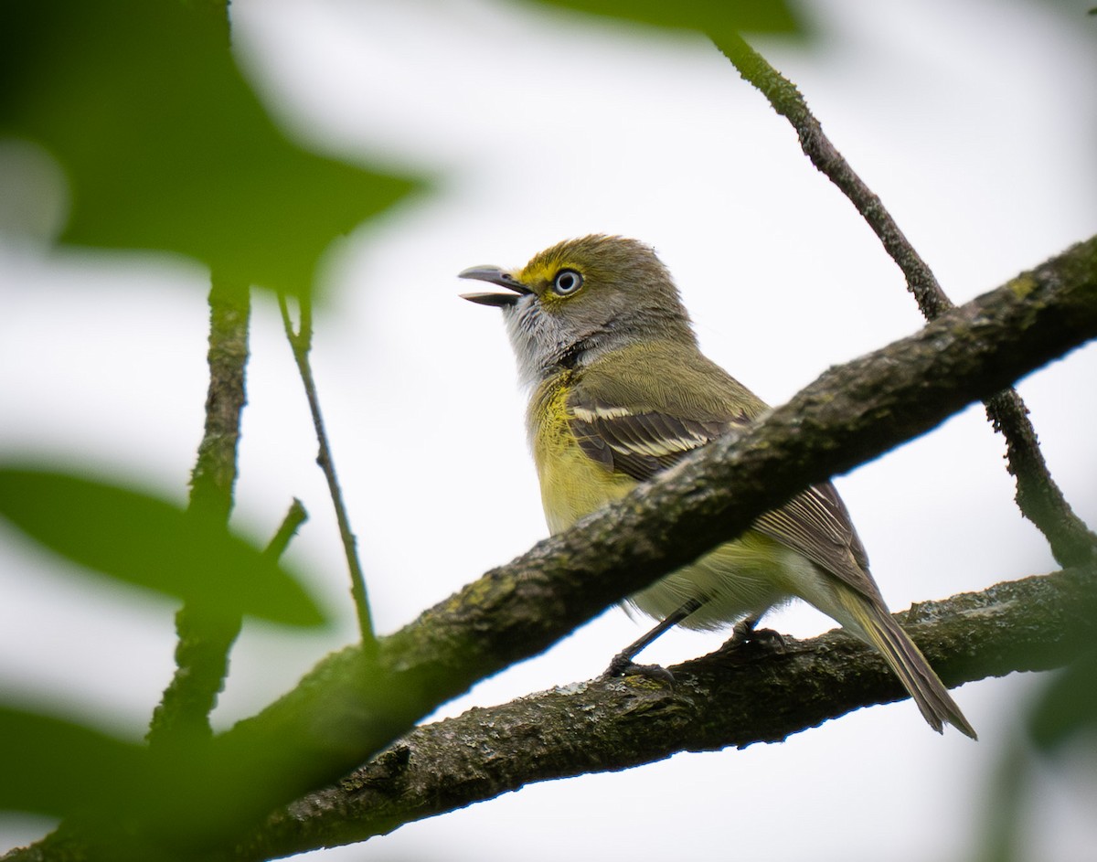 Ak Gözlü Vireo - ML656749650