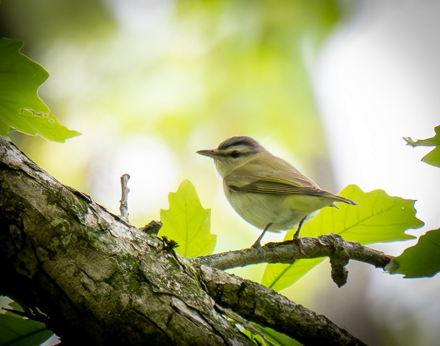 Kızıl Gözlü Vireo - ML656749830