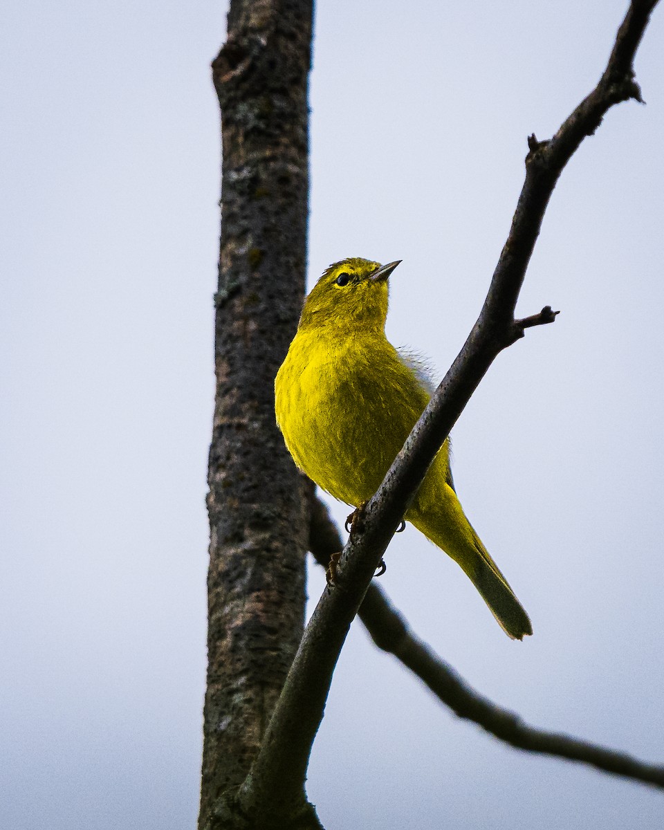 Orange-crowned Warbler - ML656750903