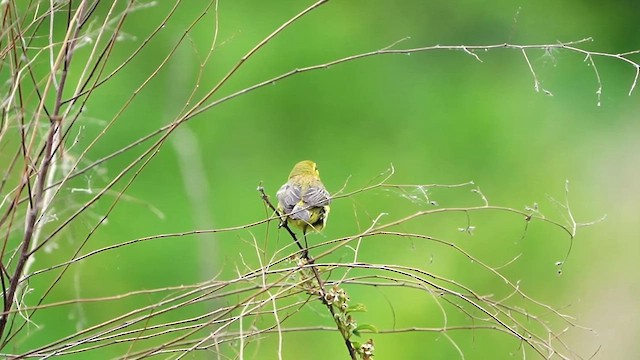 Prairie Warbler - ML656752104