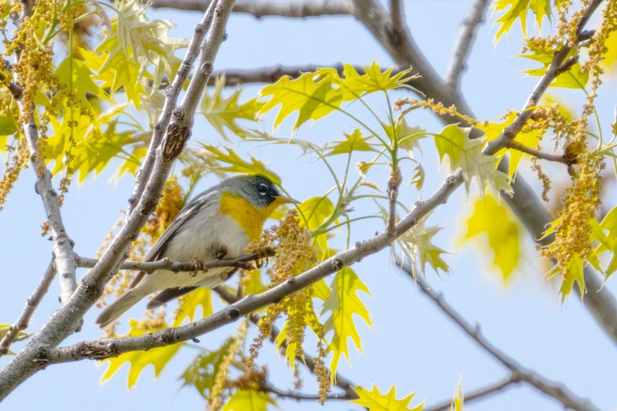 Northern Parula - ML656752353