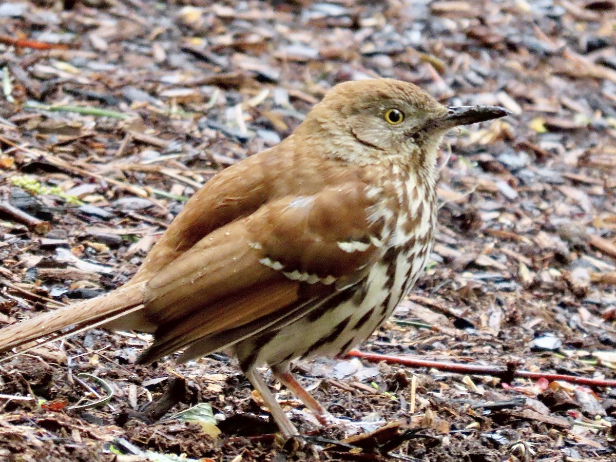 eBird Checklist - 6 May 2026 - Eastport Park - 13 species