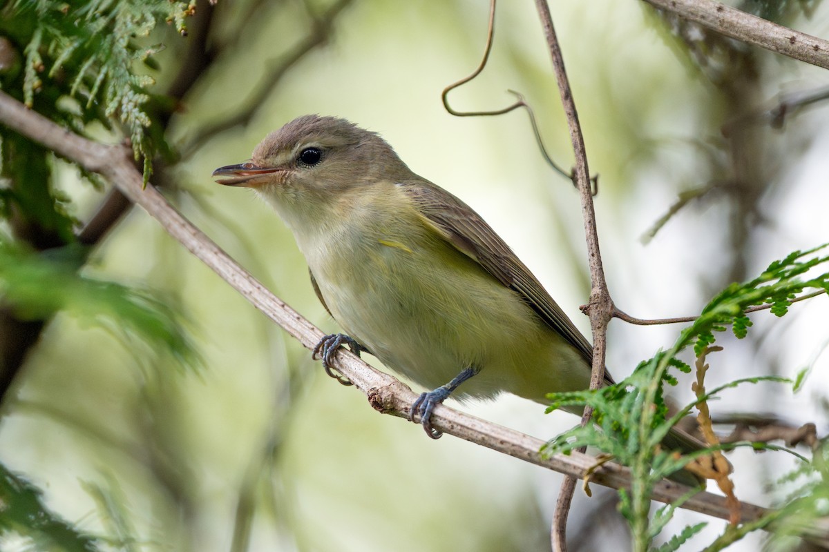 Eastern Warbling Vireo - ML656752807