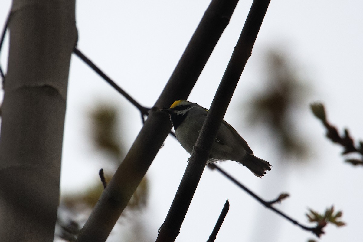 Golden-winged Warbler - ML656753322