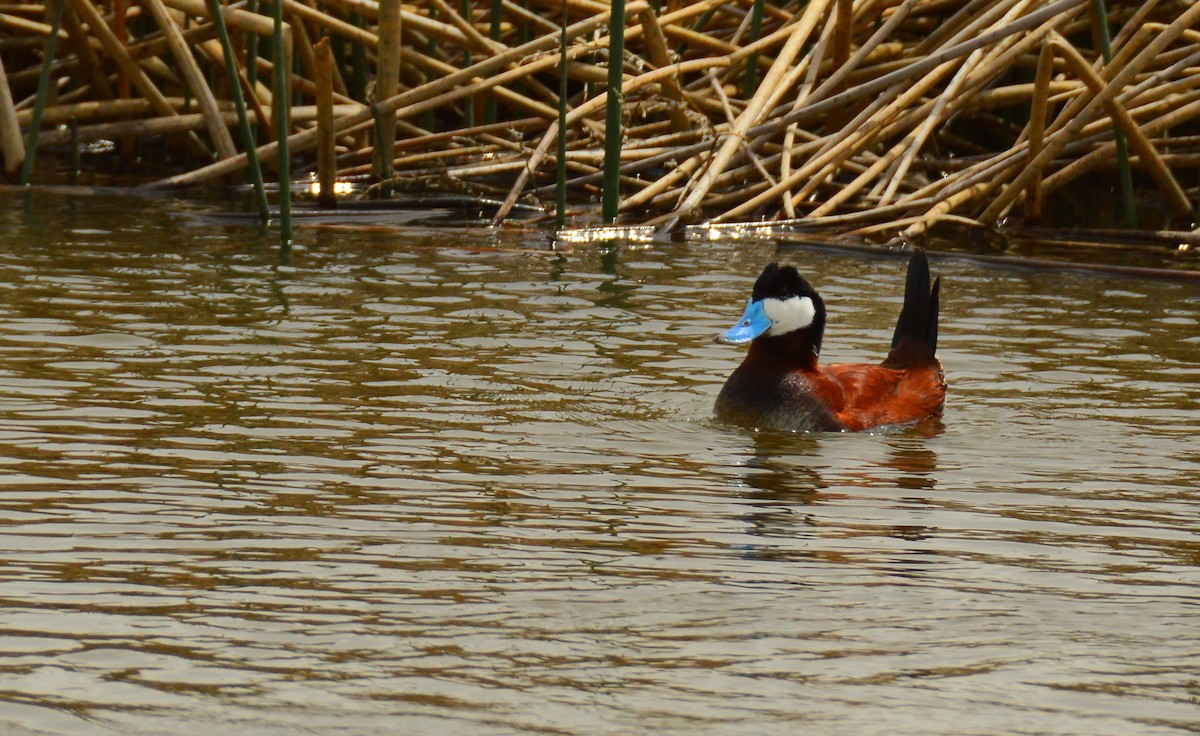 Ruddy Duck - ML656753603