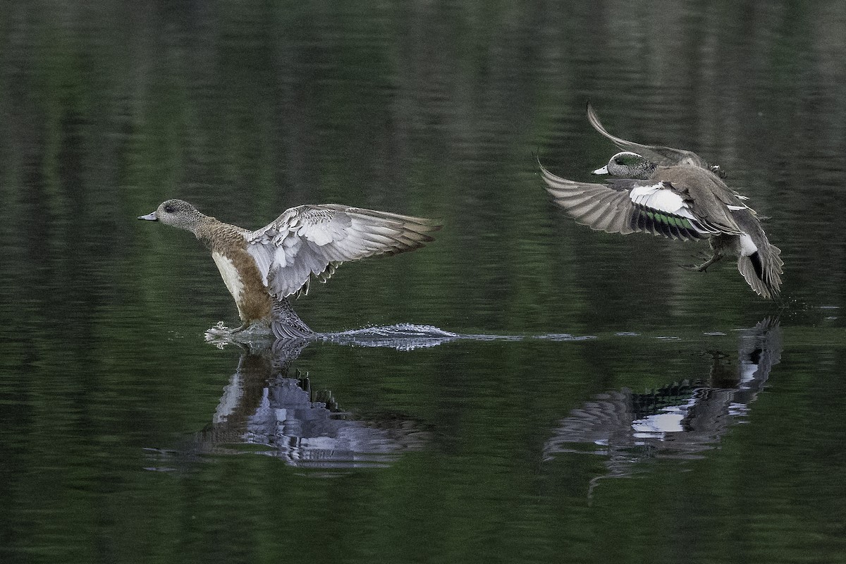 Canard d'Amérique - ML656753655