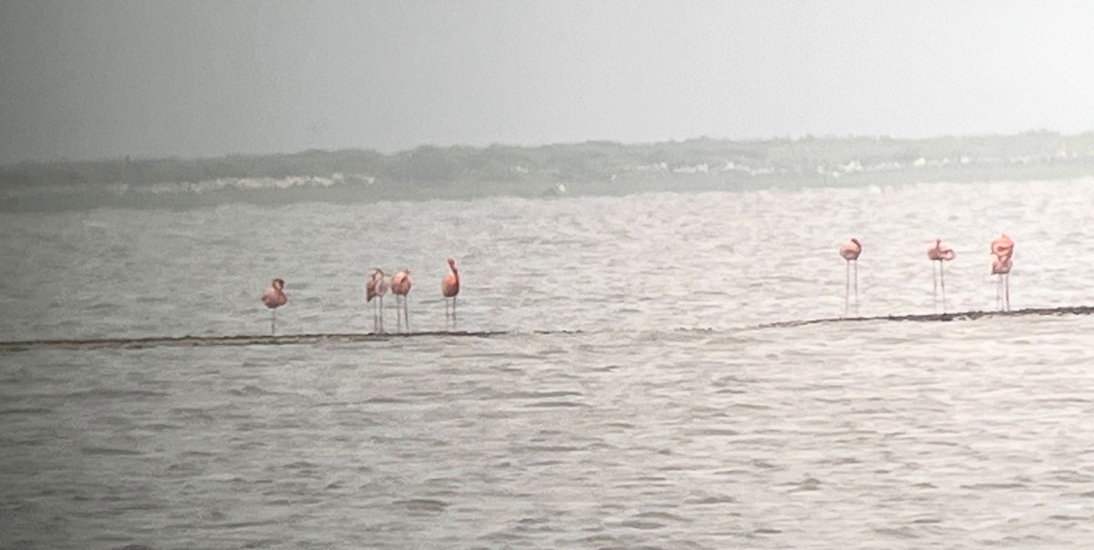 American Flamingo - ML656753762